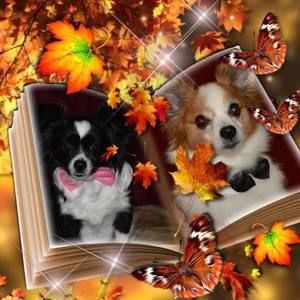 Meet your Posher, Kitty